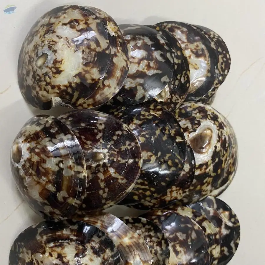 Polished Limpets Shell