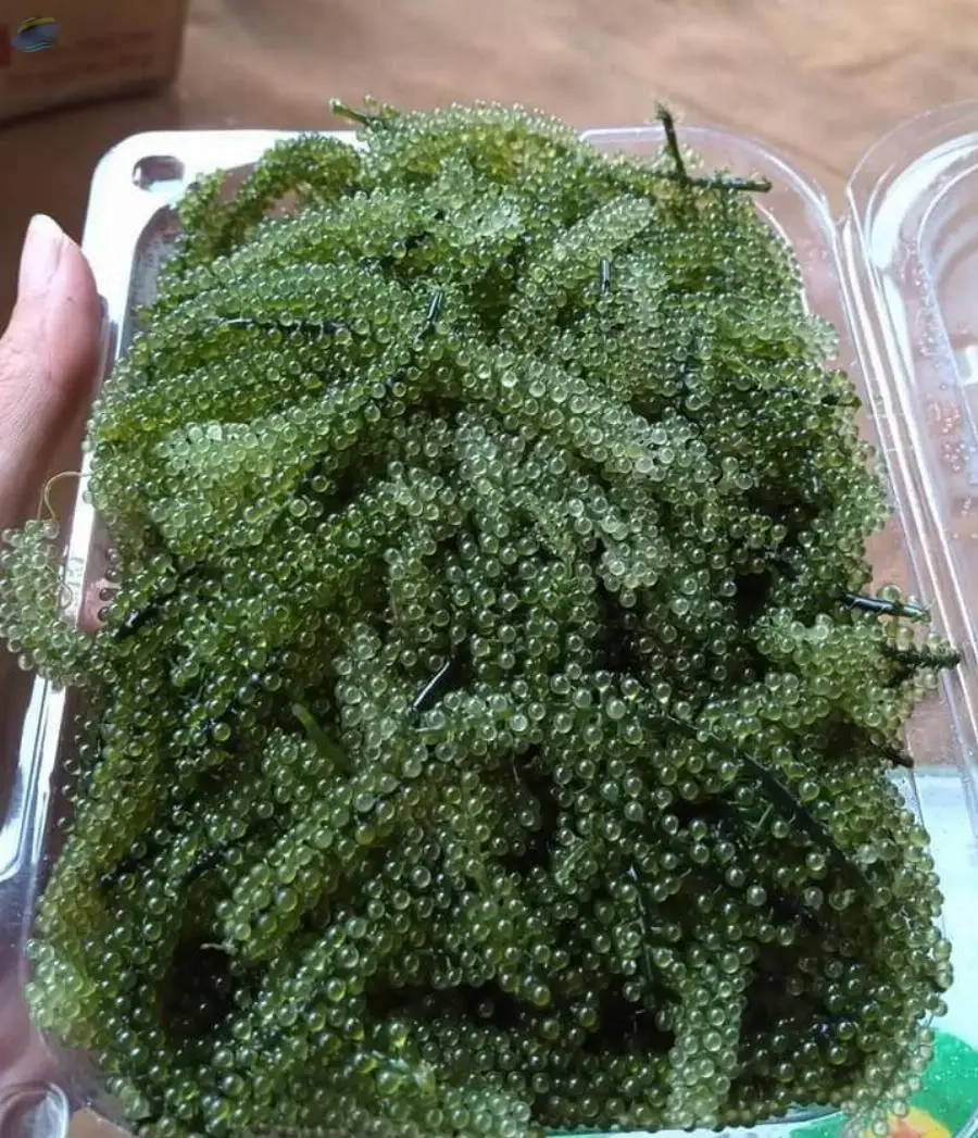 Dried Lato Sea Grapes / Caulerpa Lentillifera