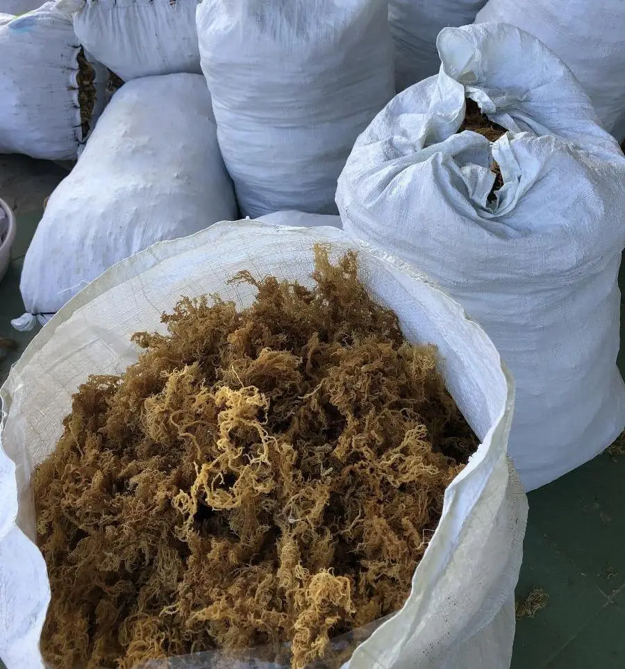 Wildcrafted Irsh Sea Moss Competitive Price