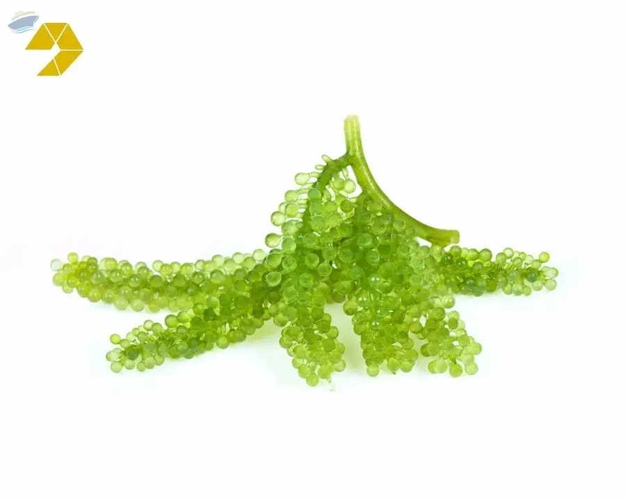 Best Price Fresh Sea Grape From Vietnam