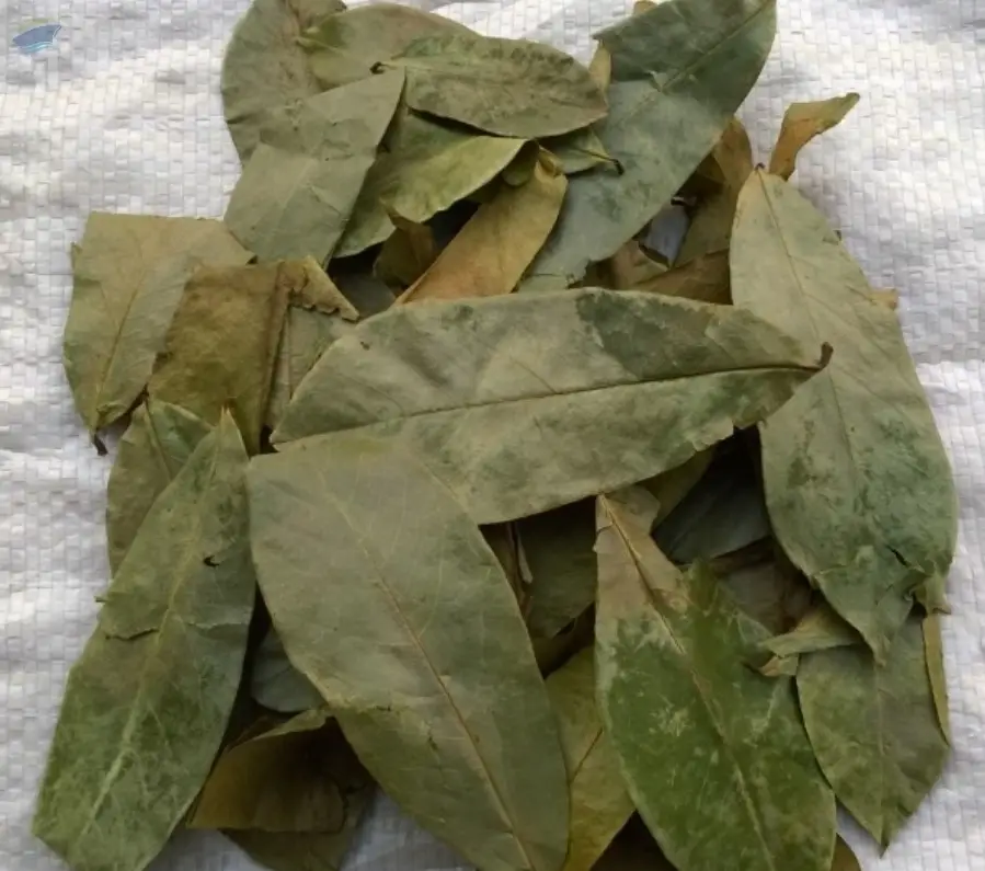 Soursop Leaves Dried