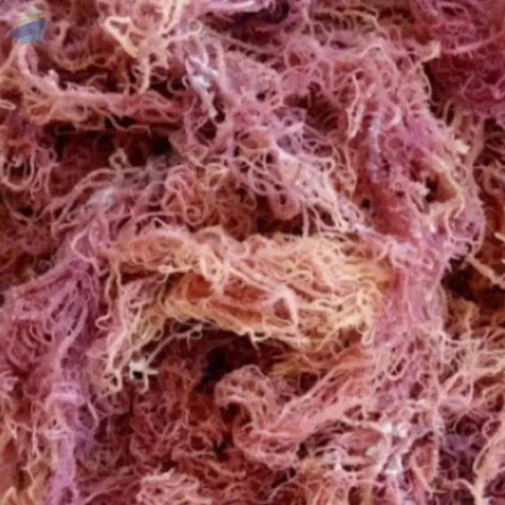 Purple Sea Moss For Making Gel