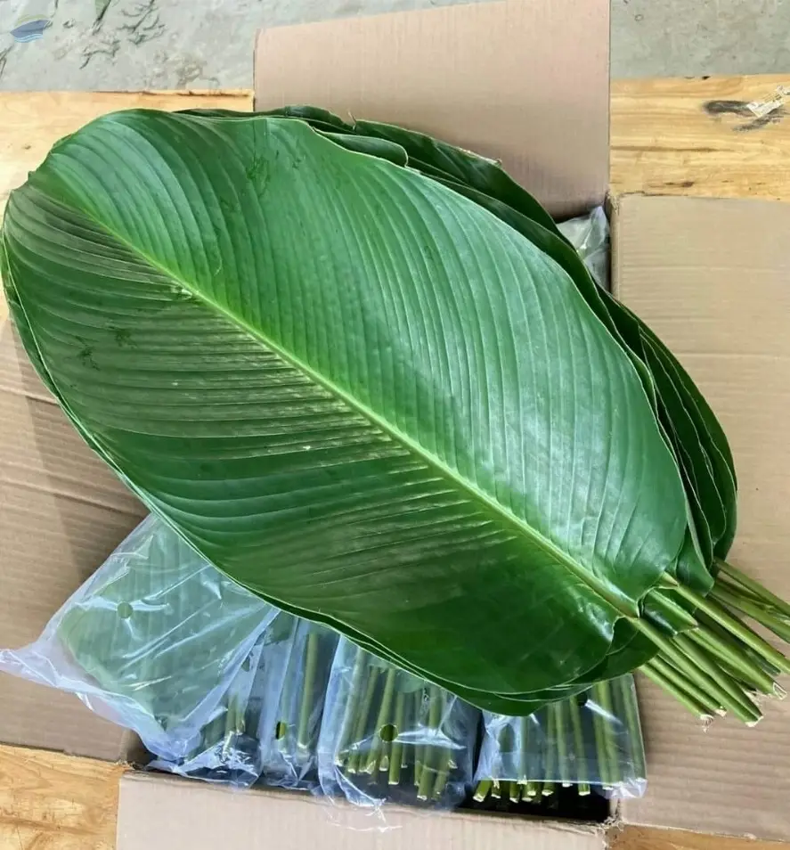 Vietnamese Frozen Dong Leaves