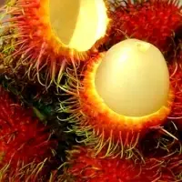 Fresh Rambutan