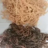 Dried Golden/purple Seamoss