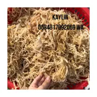 Golden Sea Moss Wildcrafted Cottonii Irish Moss