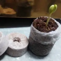 Coir Peat Pellet - Coir Jiffy For Planting