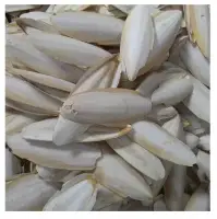 Wholesale Cuttlefish Bone