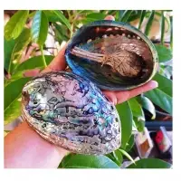 Raw Abalone Shell - Wholesale Suppliers