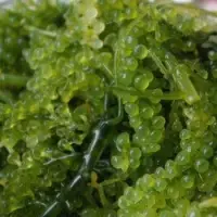 Premium Lato Sea Grapes Lato Seaweed