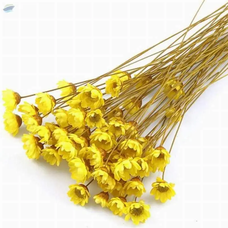 Dried Daisy Flower For Tea