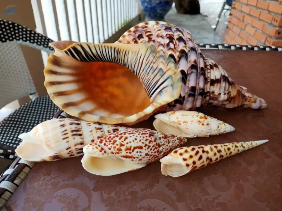 Male/Female Conch Shells