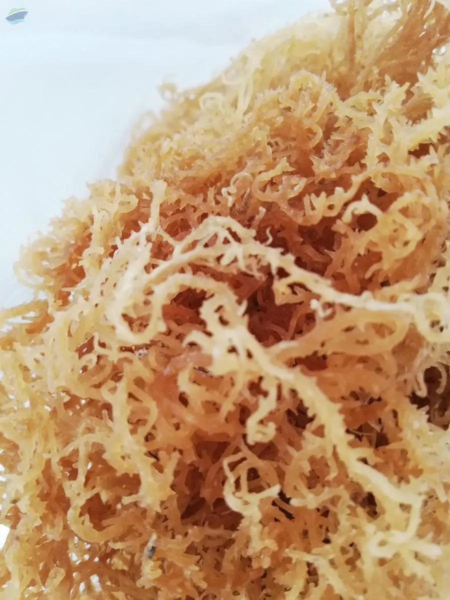 Seamoss Seaweed Irish Moss