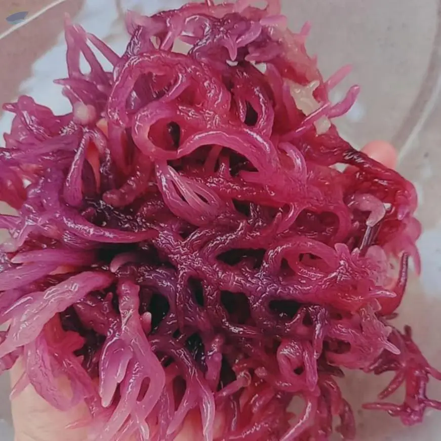 Seamoss/Irish Moss
