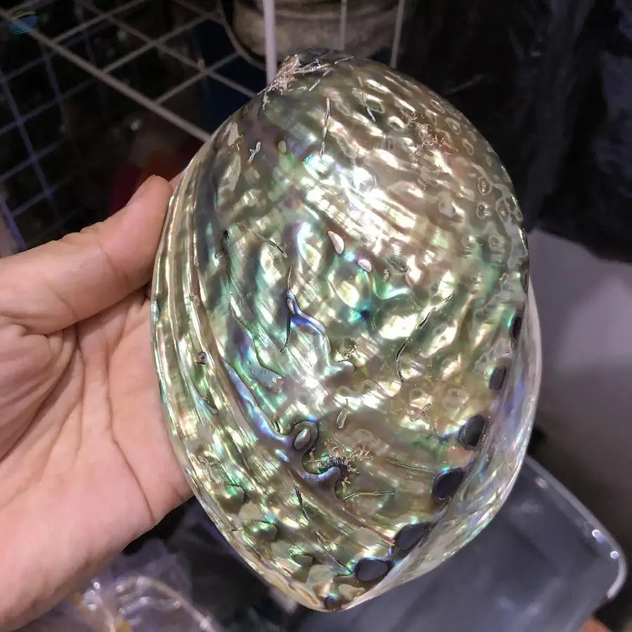 Blue Abalone Shell Polished