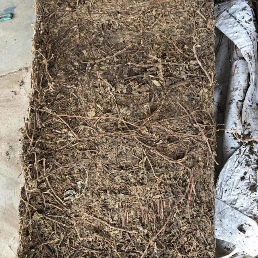 Asian Grass Jelly/ Mesona Chinensis Benth.