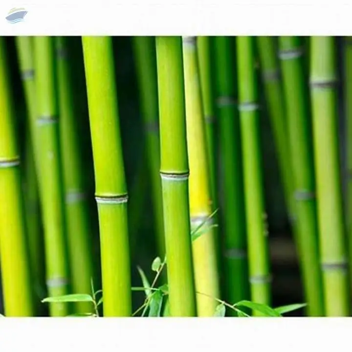 Best Price  Bamboo Pole
