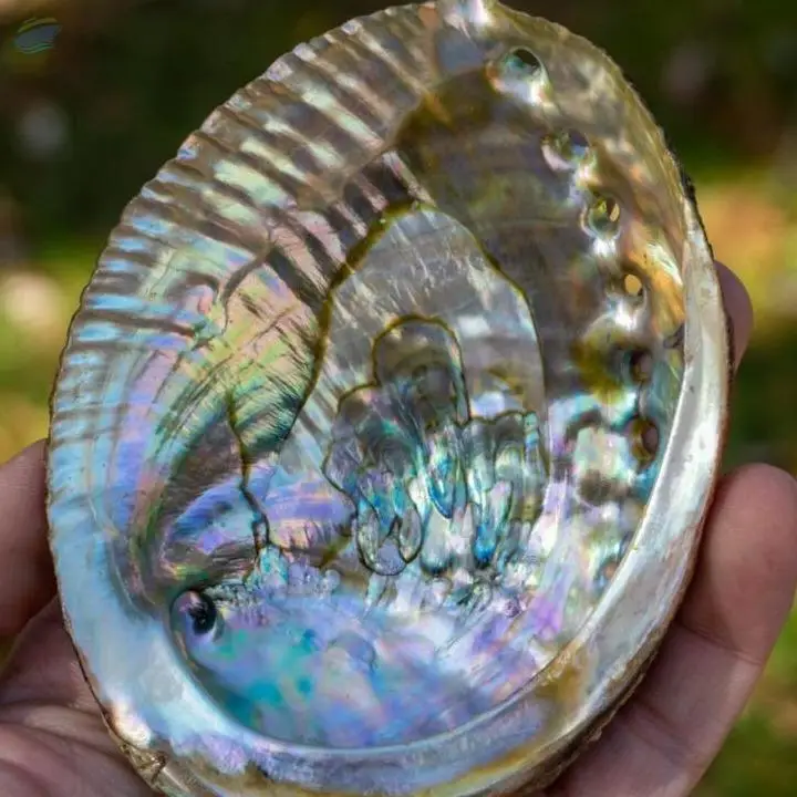 Blue Polished Abalone Shell