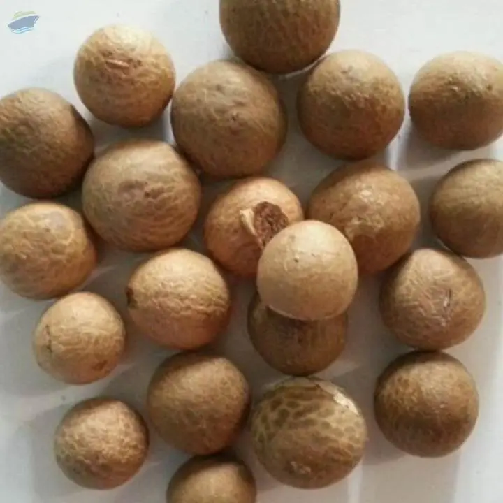 Good Quality Dried Betel Nuts