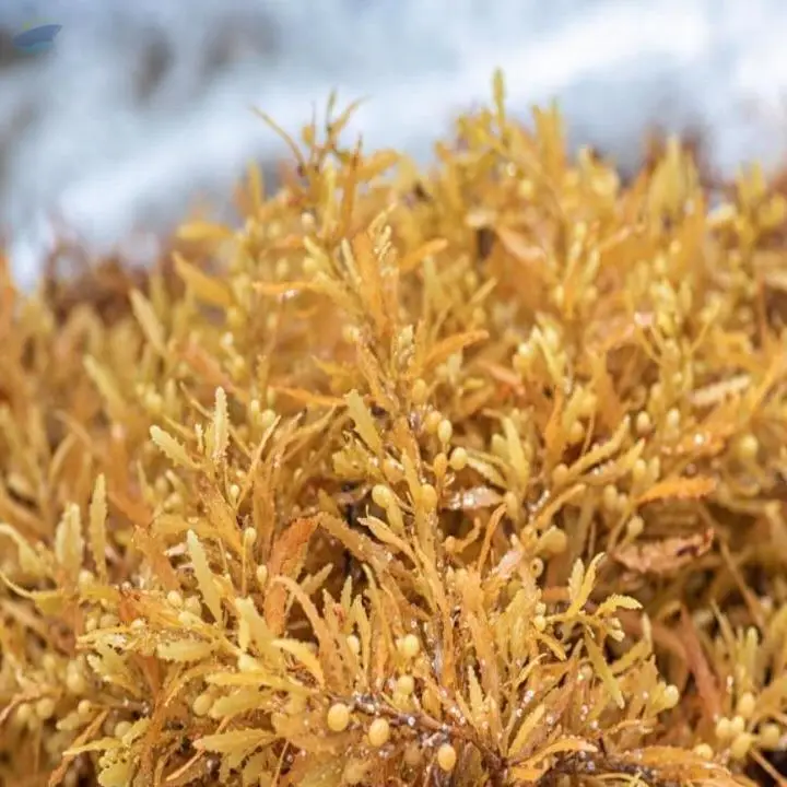 Dried Sargassum Seaweed