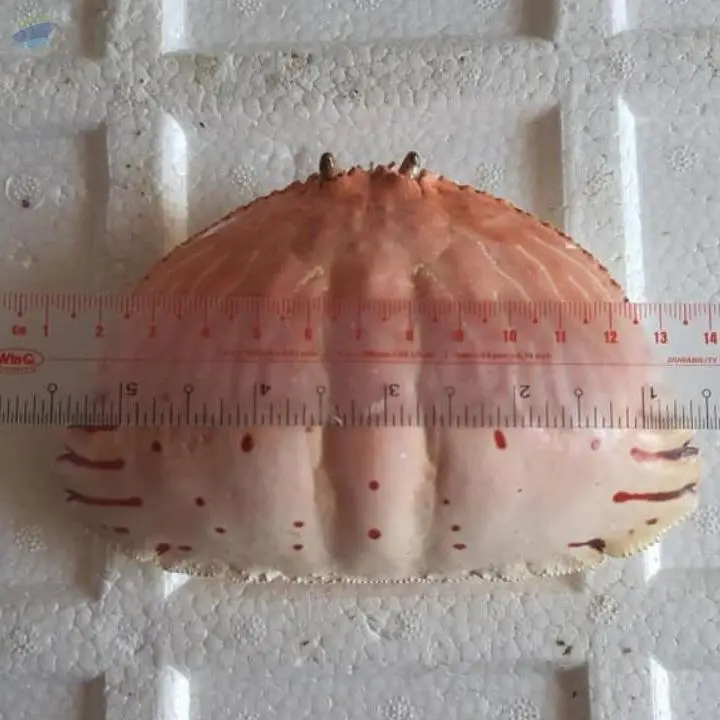 Dried Crab Shell For Foodstuff