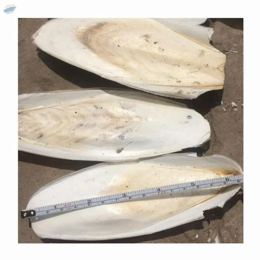 Viet Nam Dried Cuttlefish Bone
