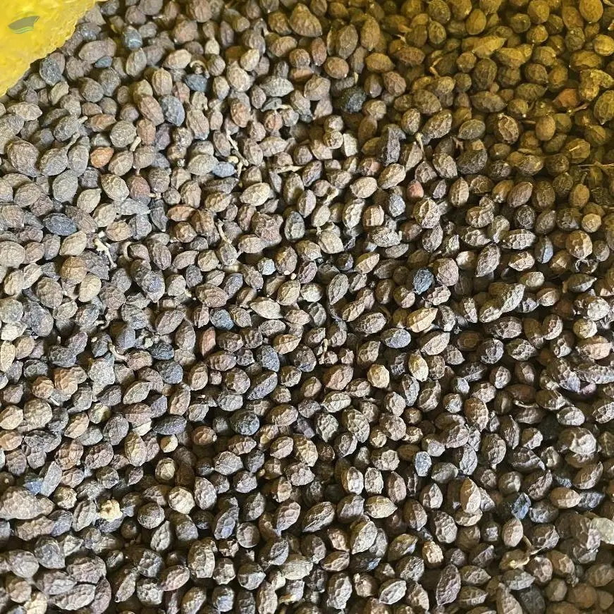 Dried Papaya Seed For Medicine