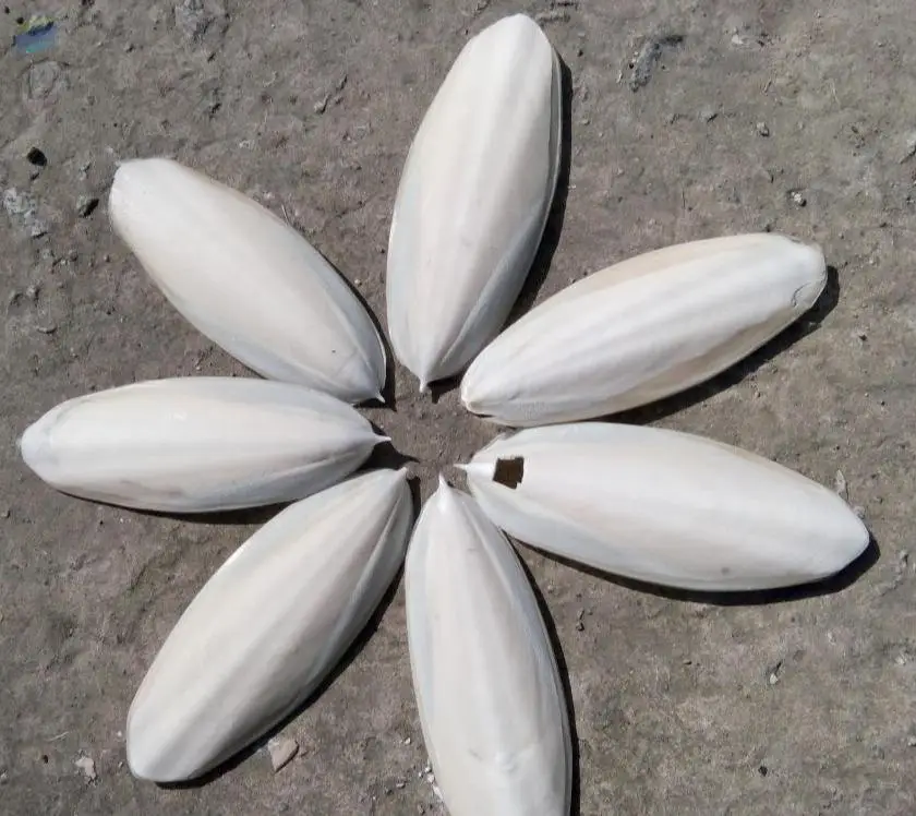 Cuttlefish Bone Best Price And High Quality