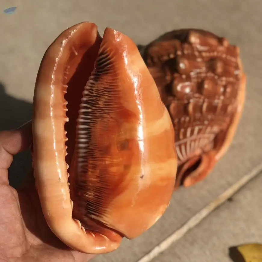 Natural Seashells Red Helmet Shells