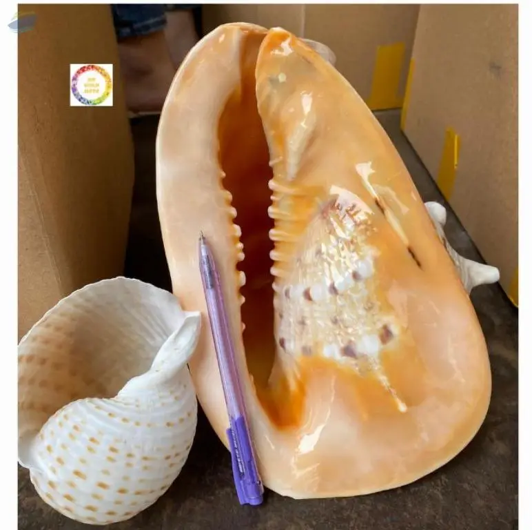 Yellow Helmet Shell 99 Gold Data
