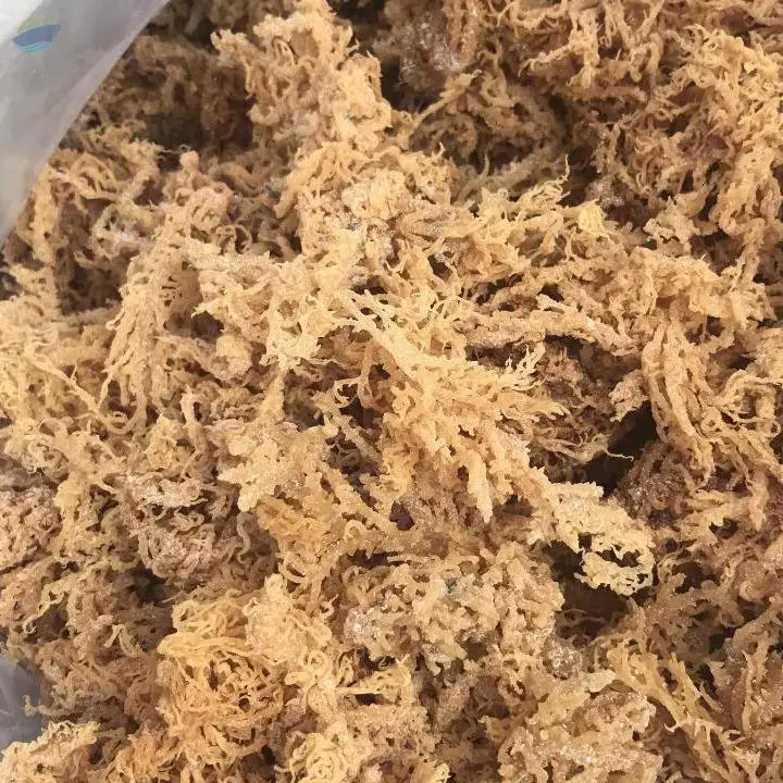 Gold Sea Moss