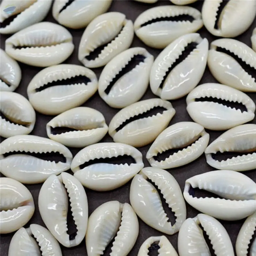 Cowrie Seashells