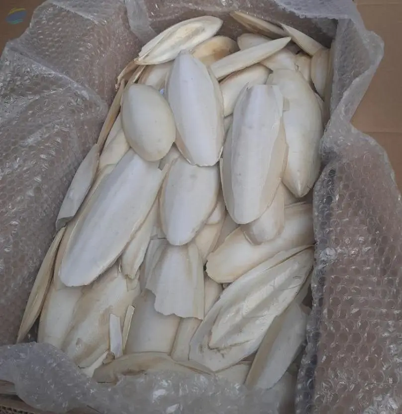 High Quality Cuttlefish Bone With Cheap Price
