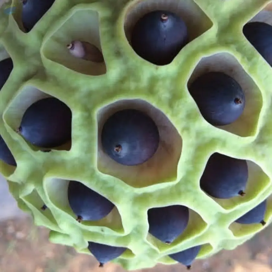 Dried Lotus Seed Best Price Vietnam