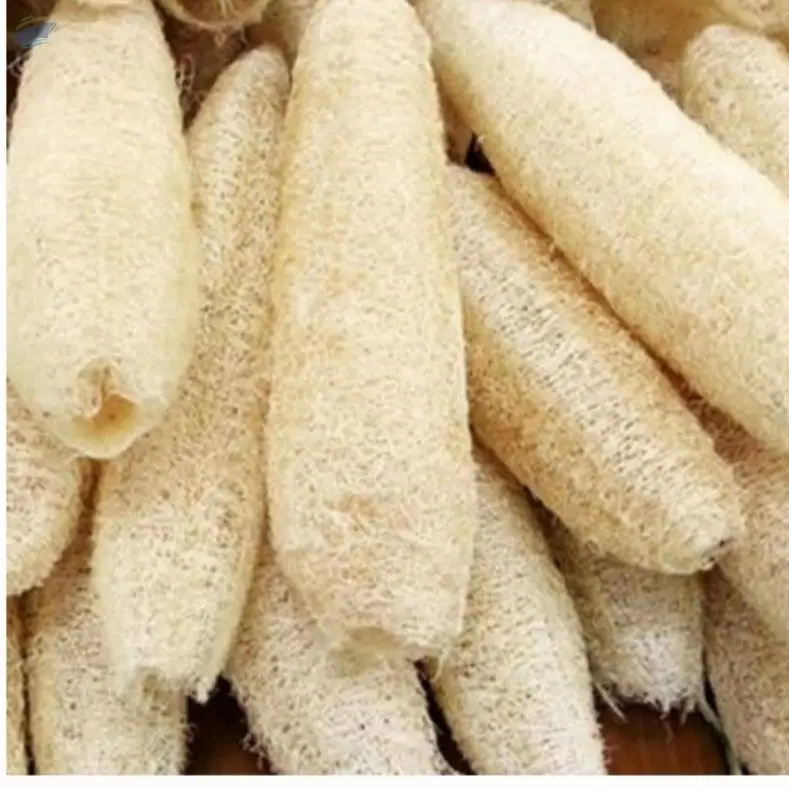 Loofah Luffa
