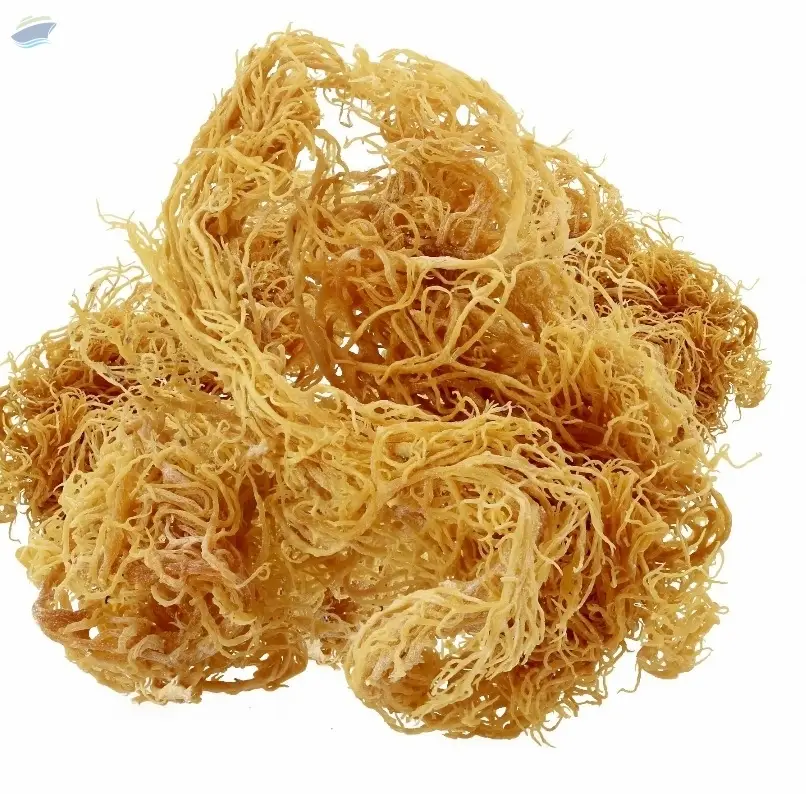 Dried Wildcraft Golden Sea Moss
