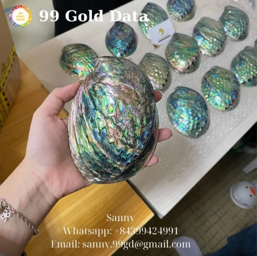 Abalone Shell - Sanny