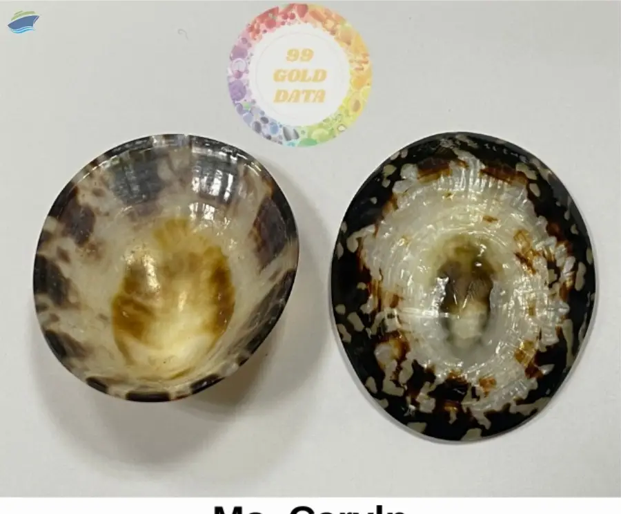 Limpet Seashell/ Breastfeeding Seashells