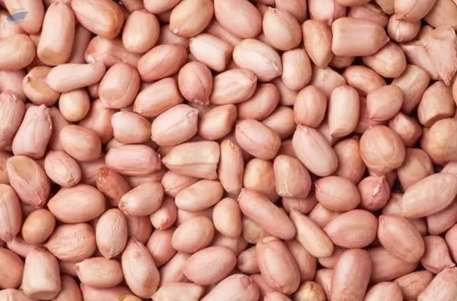 Groundnut