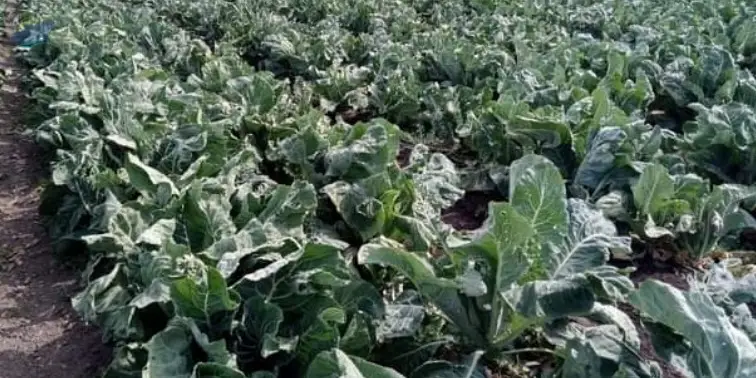 Broccoli by Southern Fresh Produce LLC