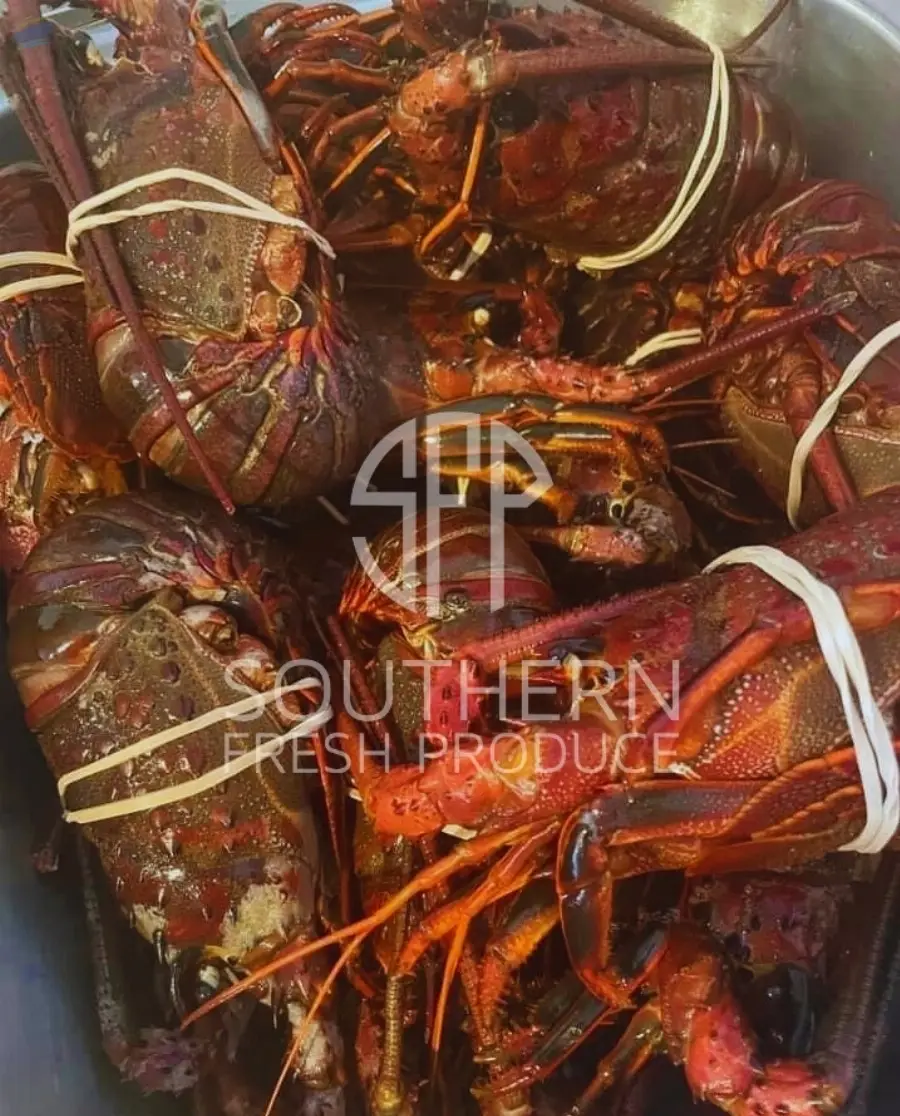 Live Lobster / Frozen