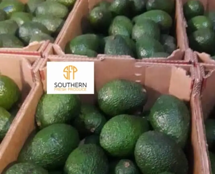 Avocado Hass
