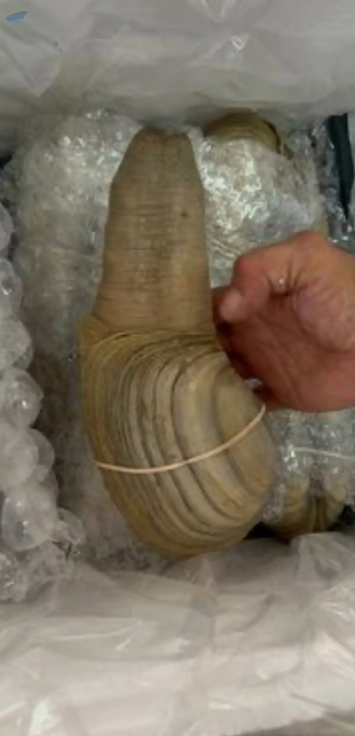 Clams by Southern Fresh Produce LLC