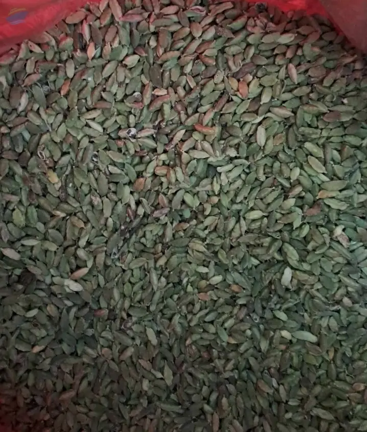 Cardamom Elachi