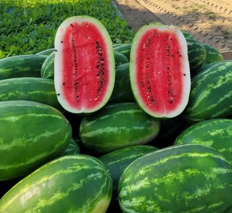 Watermelon