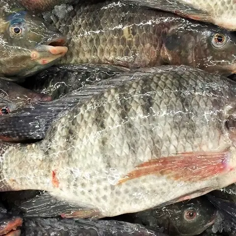 Tilapia