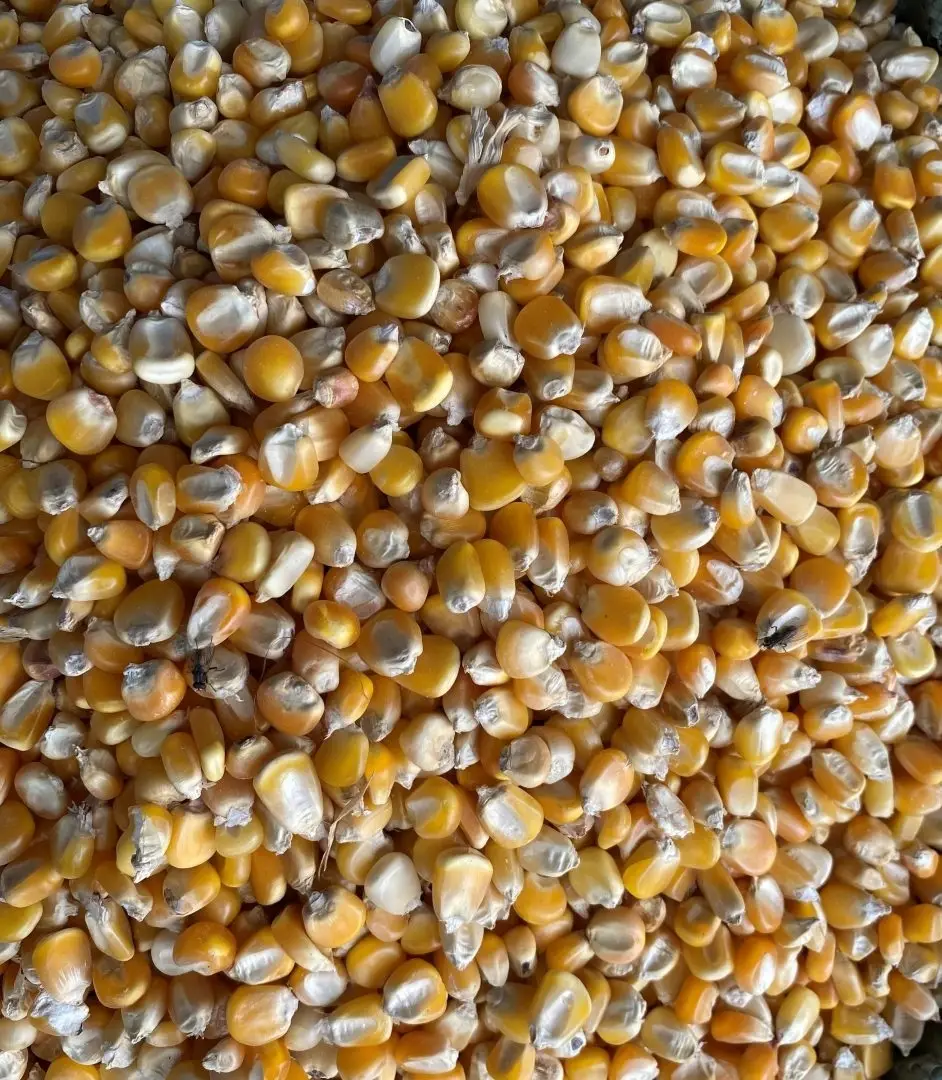 Yellow Maize by Lukonge International Group