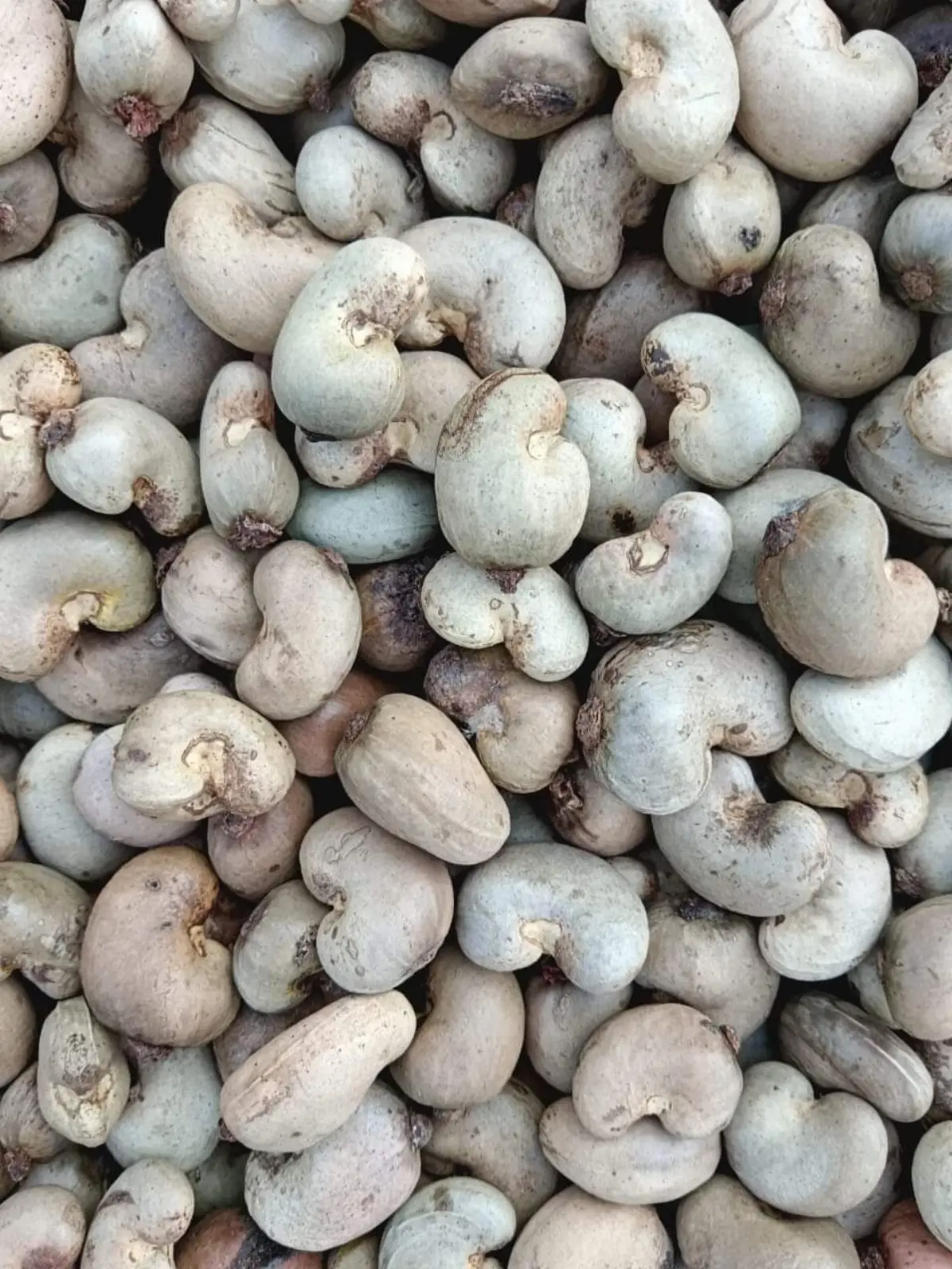 Cashew Nuts