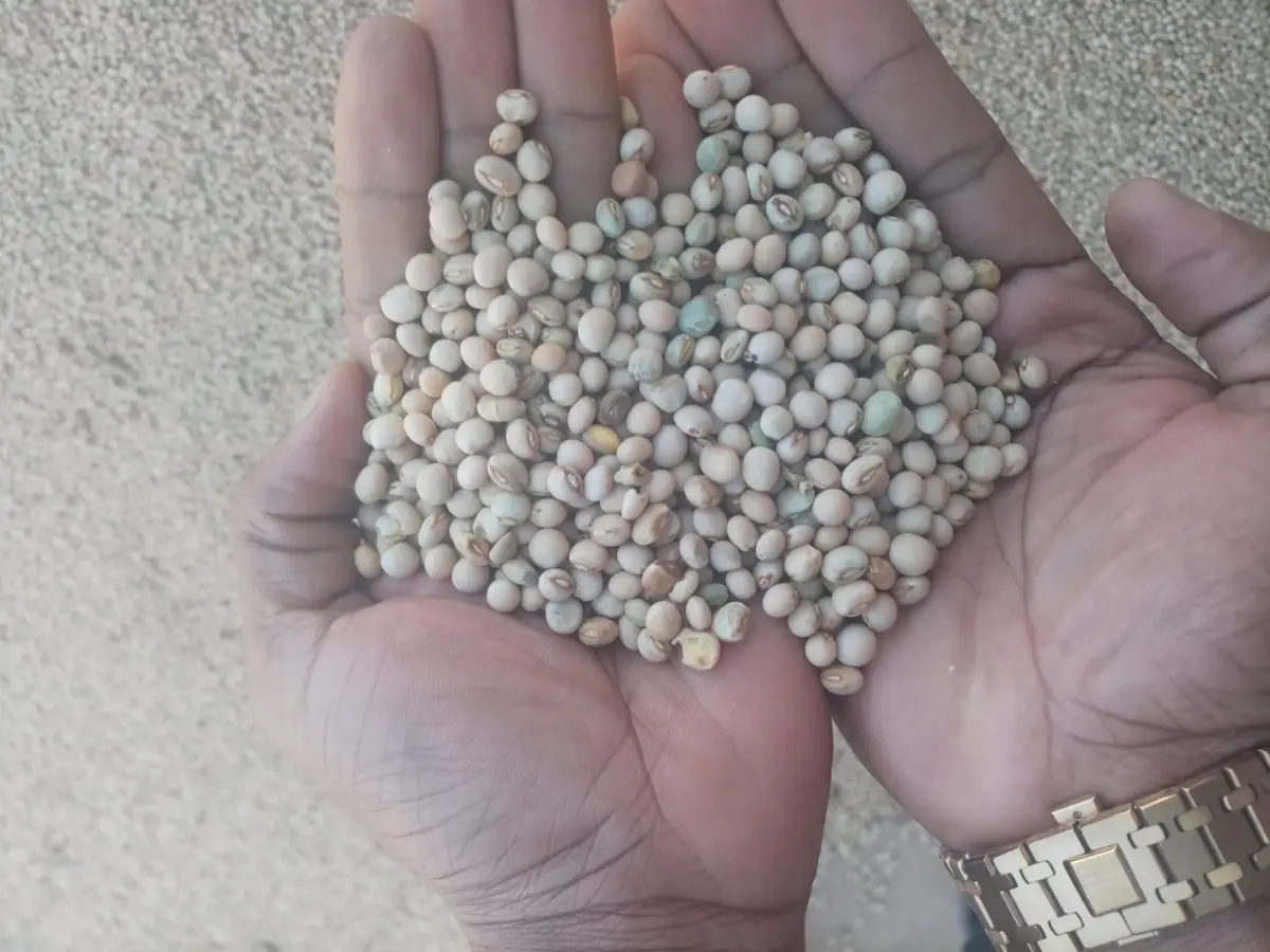 Pigeon Peas by Lukonge International Group