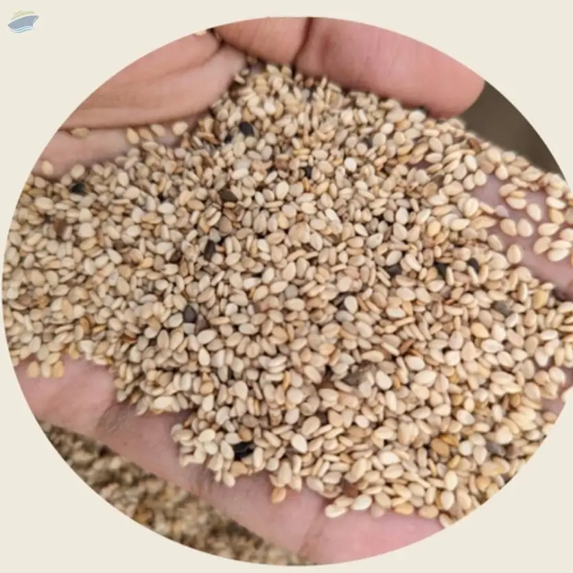 Machine Cleaned Sesame Seeds